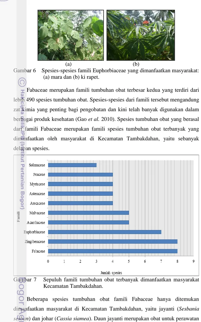 Gambar 6    Spesies-spesies famili Euphorbiaceae yang dimanfaatkan masyarakat: 