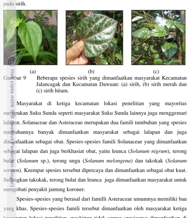 Gambar  9          Beberapa  spesies  sirih  yang  dimanfaatkan  masyarakat  Kecamatan  Jalancagak  dan  Kecamatan  Dawuan:  (a)  sirih,  (b)  sirih  merah  dan  (c) sirih hitam