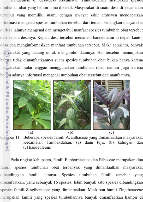Gambar 11   Beberapa spesies famili Acanthaceae yang dimanfaatkan masyarakat  
