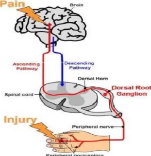 Gambar 6. Cedera pada lengan 