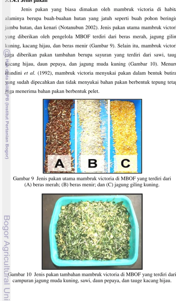 Gambar 9  Jenis pakan utama mambruk victoria di MBOF yang terdiri dari          (A) beras merah; (B) beras menir; dan (C) jagung giling kuning