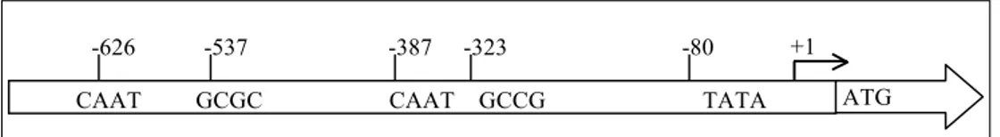 Gambar 4. Posisi komponen/motif inti pada daerah promoter gen TcLFY. 