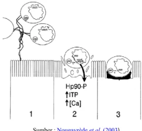 Gambar 4. Fase patogenesis EPEC 