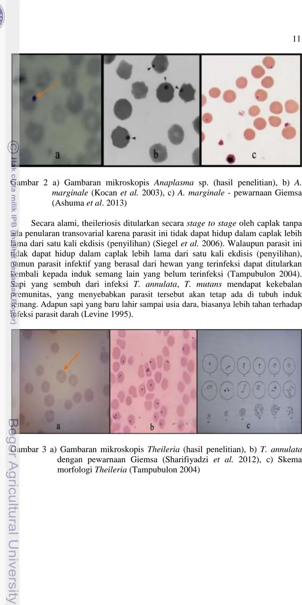 Gambar  2  a)  Gambaran  mikroskopis  Anaplasma  sp.  (hasil  penelitian),  b)  A. 