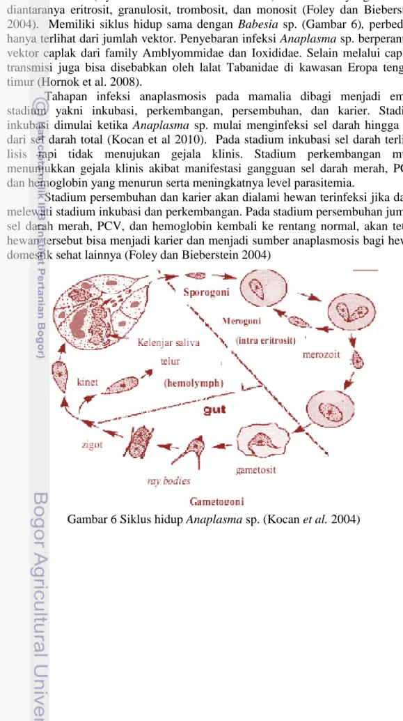 Gambar 6 Siklus hidup Anaplasma sp. (Kocan et al. 2004) 