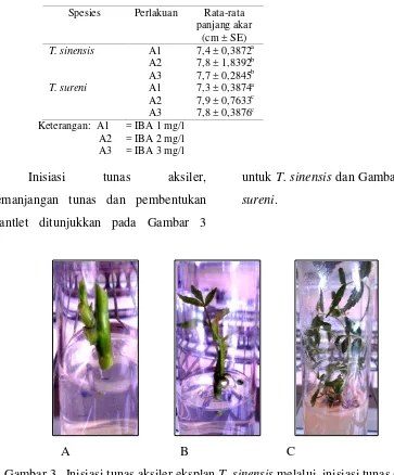 Gambar 3.  Inisiasi tunas aksiler eksplan T. sinensis melalui, inisiasi tunas (A),      pemanjangan tunas (B) dan plantlet (C)