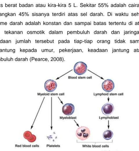Gambar 2.1. Sel-sel Darah dalam Hematopoiesis 