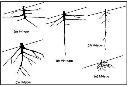 Figure 3. Types of position of root penetration in the soil layer (Sotir and Gray, 1996) Gambar 3