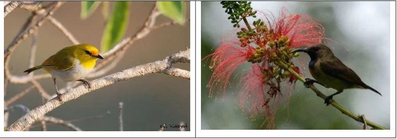 Gambar 4. Kiri : Kacamata wallacea; Kanan : Burung-madu sumbaFigure 4. Left : Yellow-spectacled white-eye; Right : Apricot-breasted Sunbird