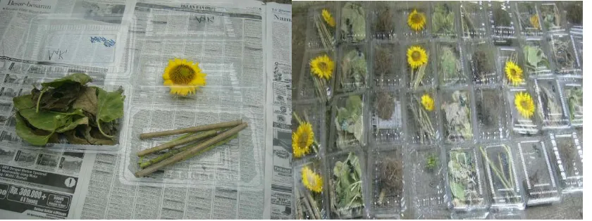 Gambar 2. Pemanenan dan Pemilahan Bagian Tanaman Bunga Matahari. 