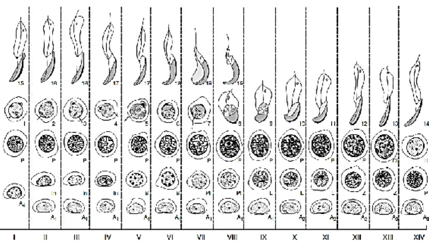 Gambar 4. Diagram siklus spermatogenesis rodentia. Empat belas tahapan dari siklus  spermatogenesis, dinotasikan I-XIV, ditunjukkan pada kolom vertikal
