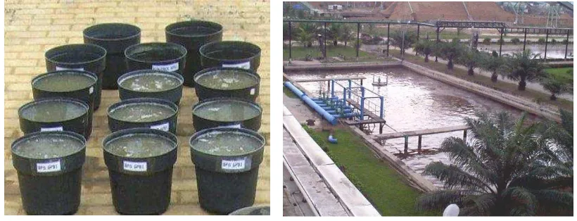 Figure) 2.  Ujicoba aplikasi inokulum BPS untuk menangani AAT di rumah kaca (kiri) dan di lapangan (kanan) (Greenhouse trial of SRB inoculum (left) and field (right) to deal with acid mine drainage (AMD)) 