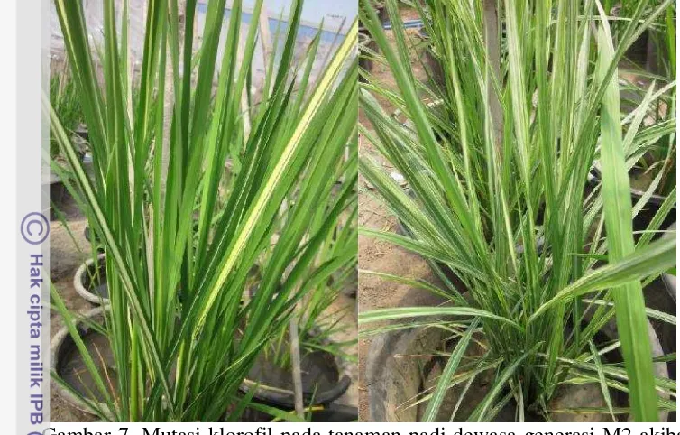 Gambar 7. Mutasi klorofil pada tanaman padi dewasa generasi M2 akibat