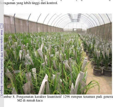 Gambar 8. Pengamatan karakter kuantitatif 1296 rumpun tanaman padi generasi