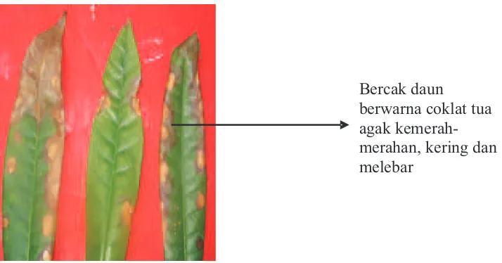 Gambar (Figure) 1. Gejala bercak daun pada jelutung darat (Leaf spot symptom on Jelutung Darat)