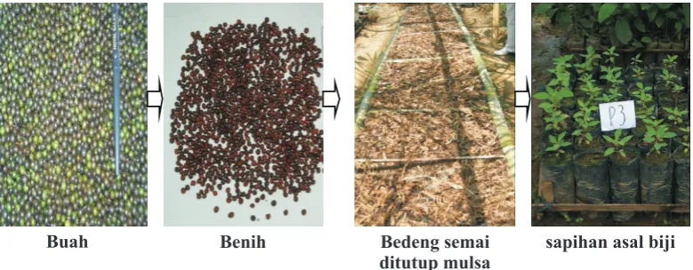Gambar (Figure) 3. Tahapan teknik perkecambahan benih lemo (Steps of  cultivation of lemo)(Foto: Kurniaty dan/and Heryati)