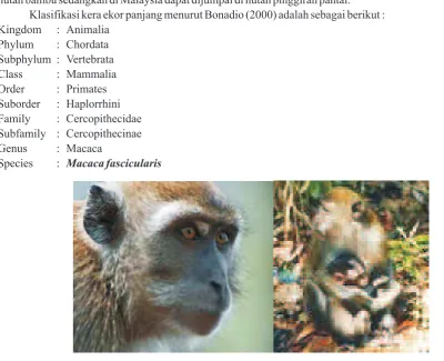 Gambar (Figure) 1. Kera ekor panjang (long failed macaque)