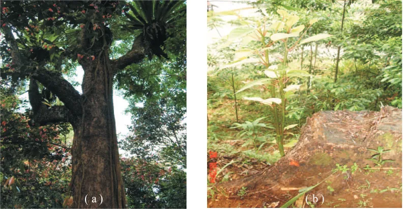 Gambar (Figure) 1. (a) Pohon kisereh berumur puluhan tahun  (An aged kisereh tree); (b) Trubusan kisereh setelah dilakukan penebangan (Natural shoot of kisereh after cutting)