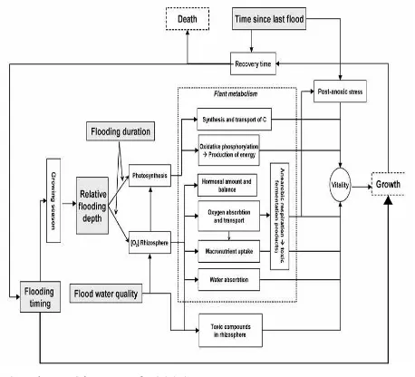 Gambar 1. Model ilustrasi pengaruh peggenangan terhadap metabolisme                  tanaman