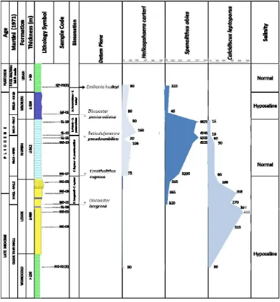 Figure 6. Column of Poppulation Changes Sphenolithus abies, Helicosphaera carteri,  and Calcidiscus leptoporus Sungai Tambar – Nggaber Traverse