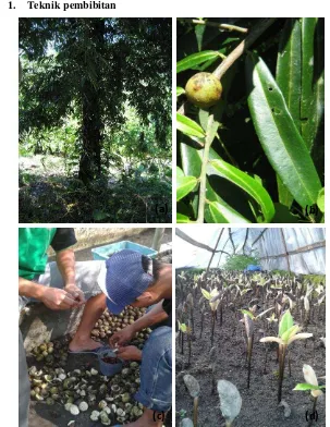 Gambar 1.   Pohon induk eboni (a), buah eboni (b), ekstraksi biji eboni (c), dan semai eboni di bedeng tabur (d) 
