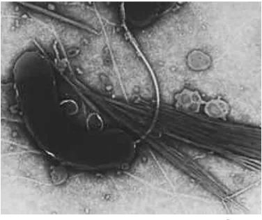 Gambar 2. Bakteri Vibrio cholerae.5 