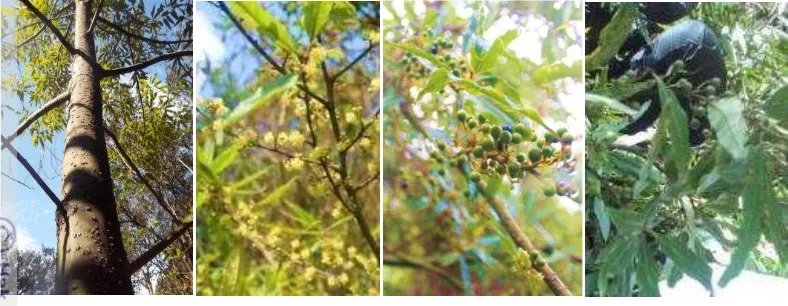 Gambar 3.7 Profil pohon L. cubeba di Gunung Papandayan 