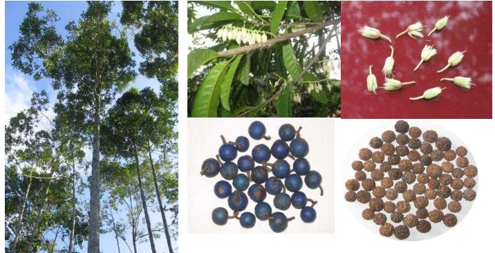 Gambar 1. Morfologi pohon, bunga, buah dan biji ganitri 