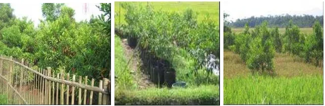 Gambar 3. Tegakan ganitri di Kebumen (kiri) dan Areal sawah yang dijadikan lokasi pembibitan (tengah) dan penanaman ganitri (kanan) 