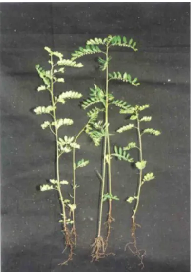 Gambar 1. Herba Meniran 