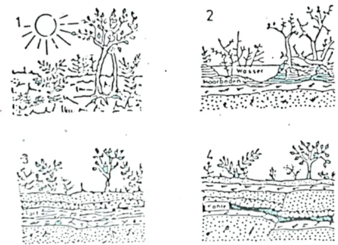 Gambar 2.4 Urutan proses pembatubaraan  (Anggayana, 1995) 