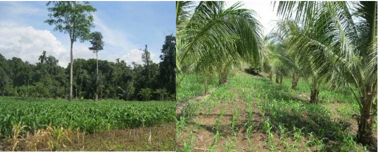 Gambar 2. Ladang masyarakat.  