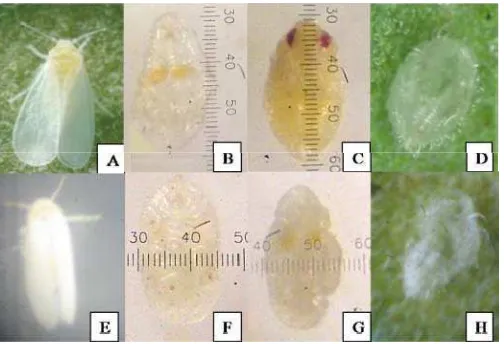 Gambar 9 Morfologi kutukebul. T. vaporariorum (A-D) dan B. tabaci (E-H). A & E, imago; B & F,  nimfa; C & G, pupa; D & H, kantung pupa 