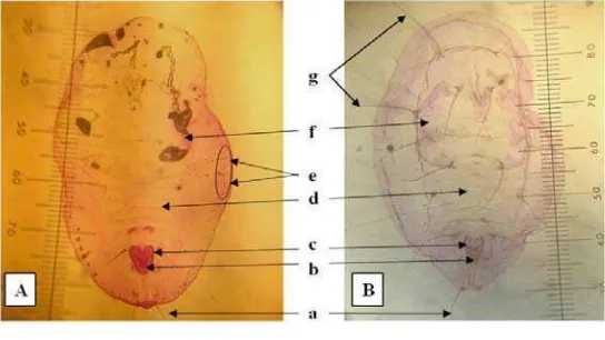 Gambar 10  Hasil identifikasi pupa kutukebul. (A) pupa T. vaporariorum. (B)  pupa B. tabaci