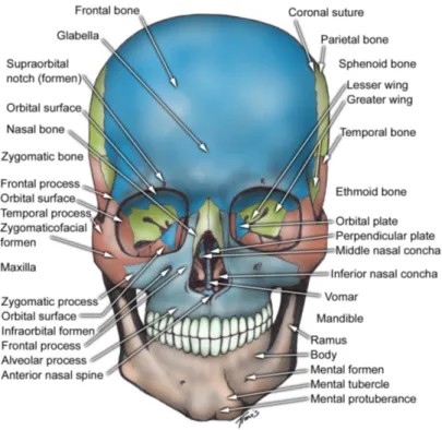 Gambar 2.1 tulang wajah