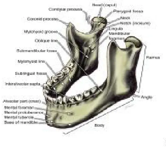 Gambar 2. 2 tulang mandibula 