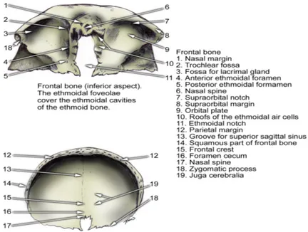 Gambar 2.6 tulang frontal dari bagian posterior
