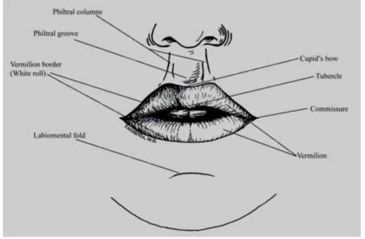 Gambar 1. Anatomi Bibir 