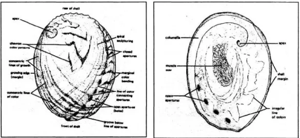 Gambar 1. Penampang cangkang bagian luar dan dalam abalon (HUTCHINS, 2007) 