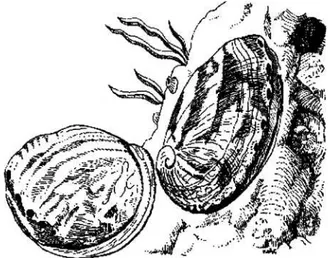 Gambar 2. Sifat hidup abalon yang menempel pada substrat batu  (IMAMURA,2005) 
