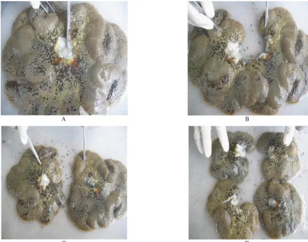 Gambar  2  Proses  fragmentasi  tubuh  secara  longitudinal  (A  dan  B);  Benih  anemon  hasil  fragmentasi  2  bagian  (C);  Benih  anemon  hasil fragmentasi  4  bagian  (D)