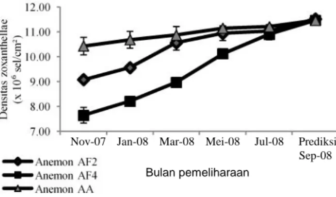 Gambar  6  Perkembangan  densitas  zooxanthellae  antar  anemon  AF2, AF4,  dan  AA  selama  10  bulan  pemeliharan  (November 2007  sampai  Juli  2008)  dan  prediksi  pada  bulan  ke-12 masa  pemeliharaan  (September  2008)