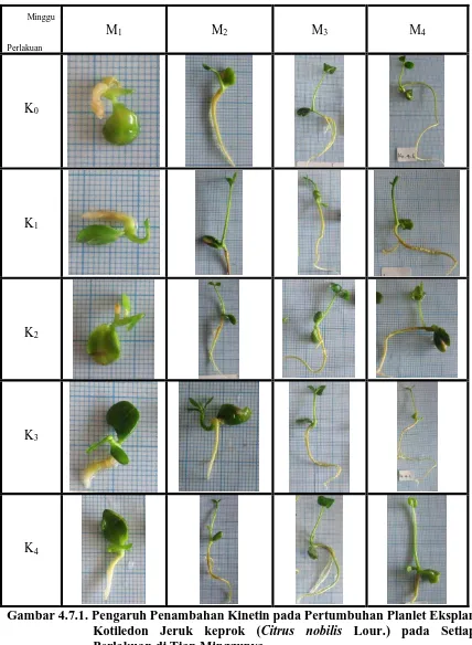 Gambar 4.7.1. Pengaruh Penambahan Kinetin pada Pertumbuhan Planlet Eksplan Kotiledon Jeruk keprok (Citrus nobilis Lour.) pada Setiap Perlakuan di Tiap Minggunya 