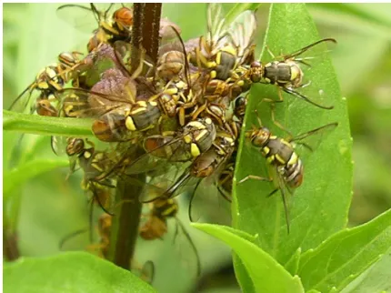 Gambar 1. Fenomena alam  (lalat buah bergerombol pada selasih) Figure 1.  Nature phenomenom (fruit flies crowded on basil crops) 