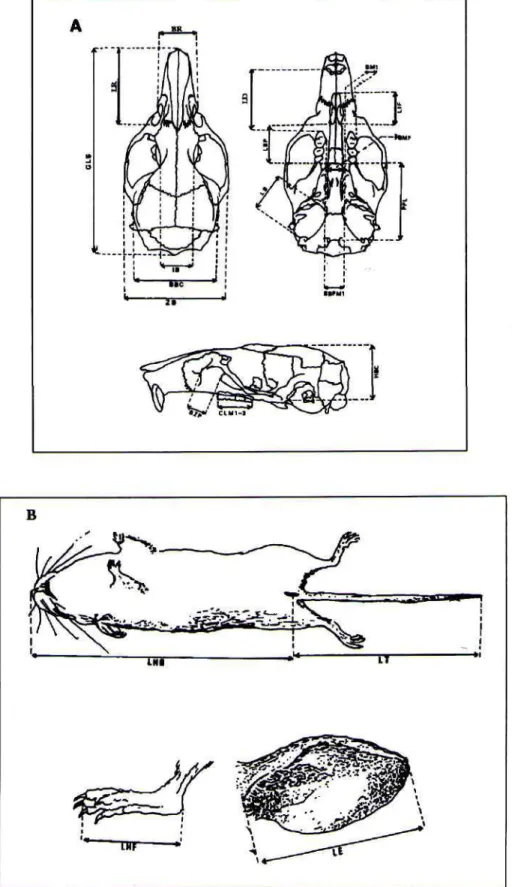 Gambar 2. Karakter spesimen yang diukur (a), tengkorak dan (b) tubuh bagian luar