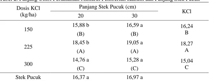 Tabel 2. Panjang Umbi Pertanaman Menurut Pemberian Kalium dan Panjang Stek Pucuk  Dosis KCl 