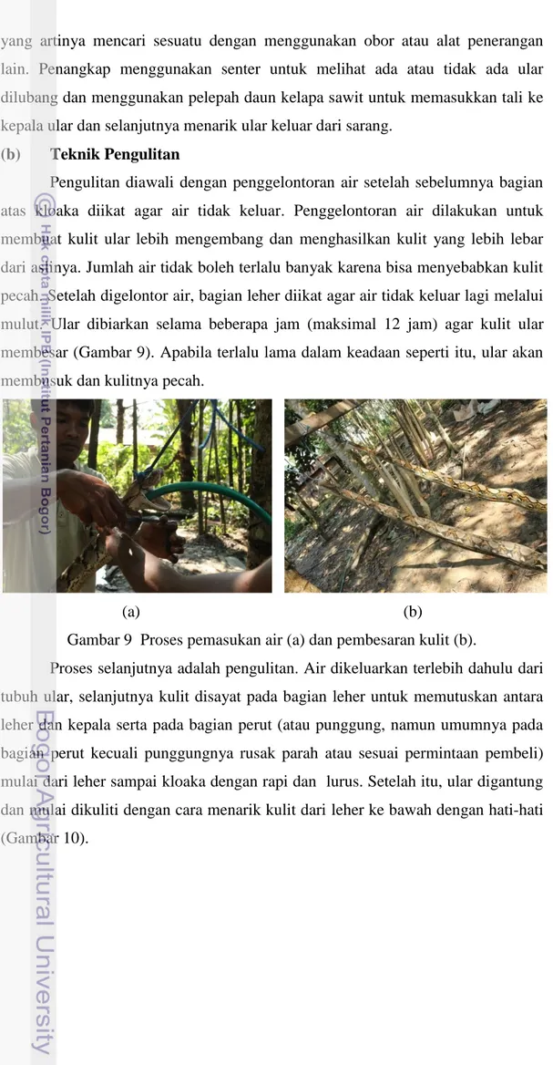 Gambar 9  Proses pemasukan air (a) dan pembesaran kulit (b). 