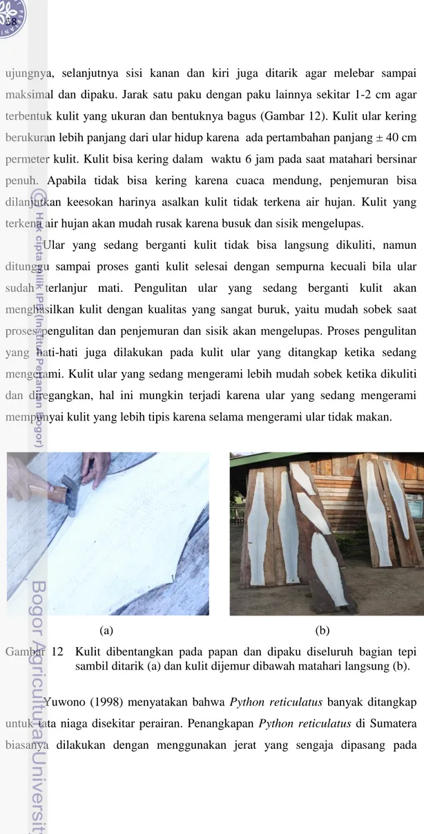 Gambar  12    Kulit  dibentangkan  pada  papan  dan  dipaku  diseluruh  bagian  tepi  sambil ditarik (a) dan kulit dijemur dibawah matahari langsung (b)