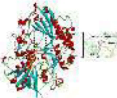 Gambar 2. Struktur enzim GOD-IPBCC dan letak residu katalitik  Figure  2. Enzyme structure of GOD-IPBCC and its active site location 