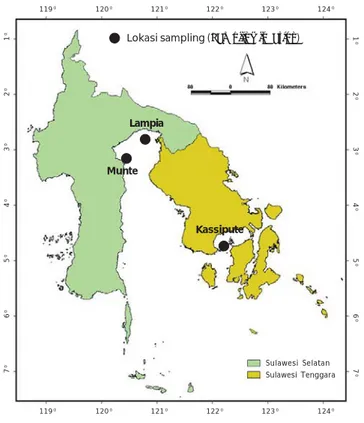 Figure 1. Sampling locations of green tiger prawn,  P. semisulcatus  at Munte and Lampia (Sulawesi Selatan) and Kassipute (Sulawesi Tenggara)